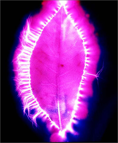 Pecan Leaf
