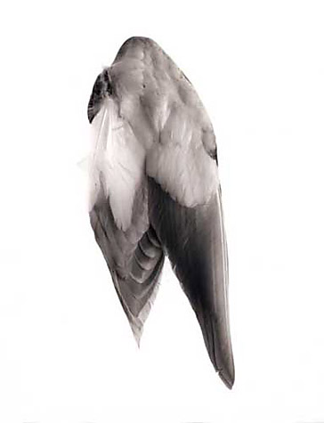 Specimen #119-1