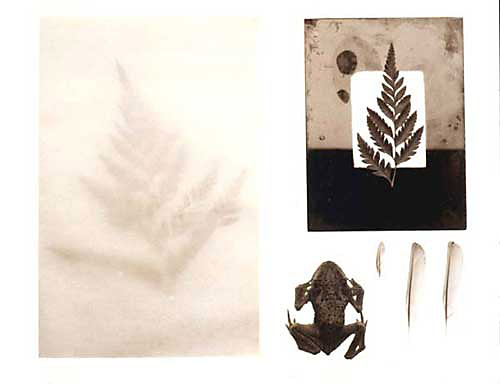 Specimen #46-1