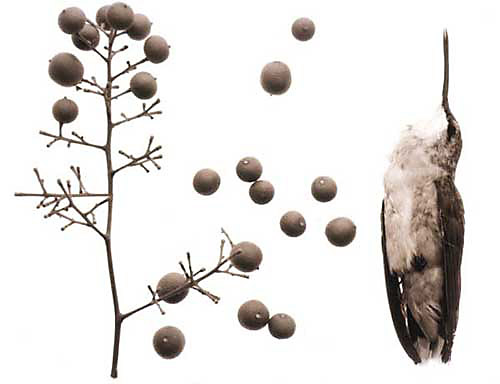 Specimen #63-1