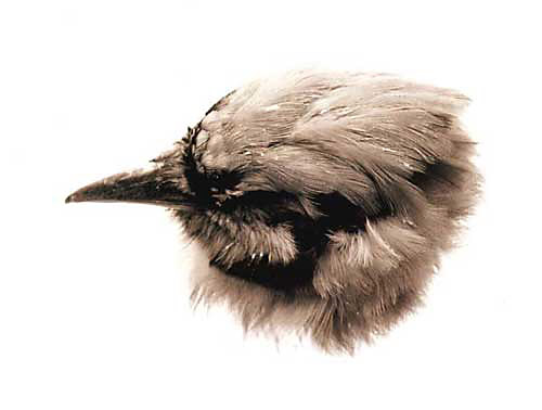 Specimen #83-1